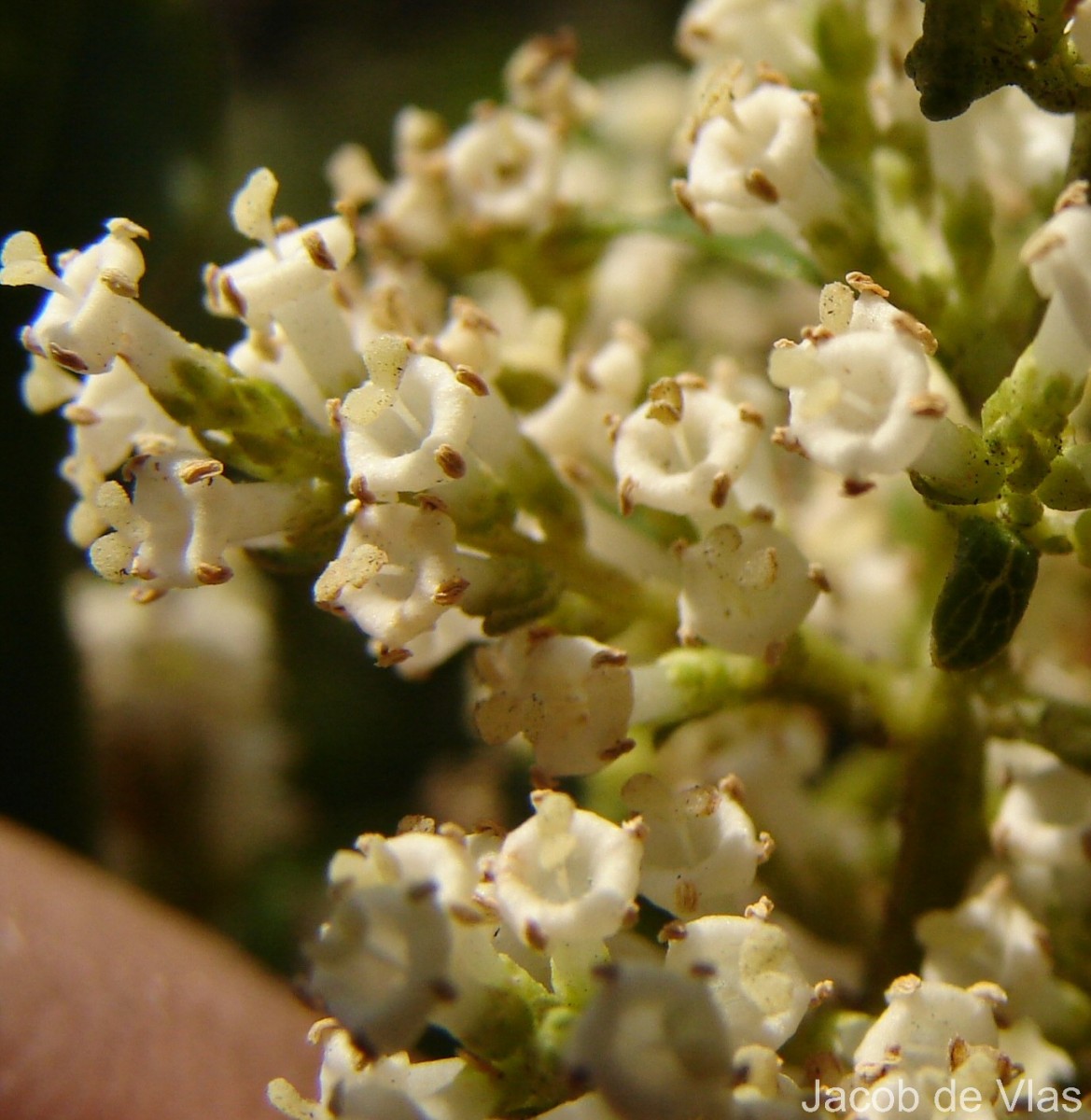 Wendlandia bicuspidata Wight & Arn.